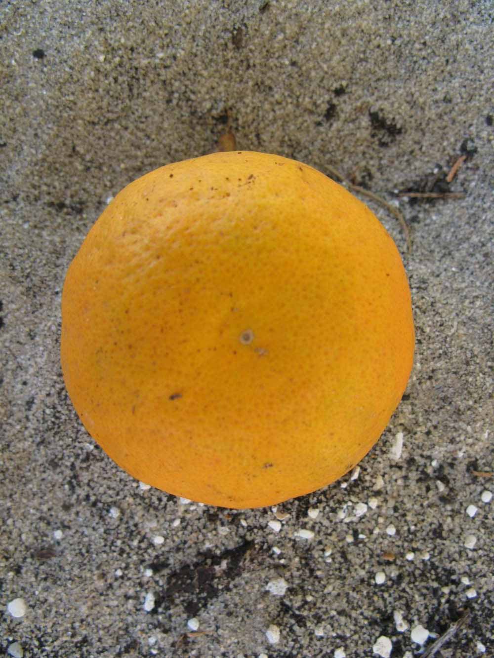              Fruit (Winter Haven, FL)       